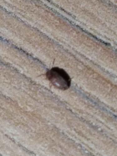 Stegobium paniceum